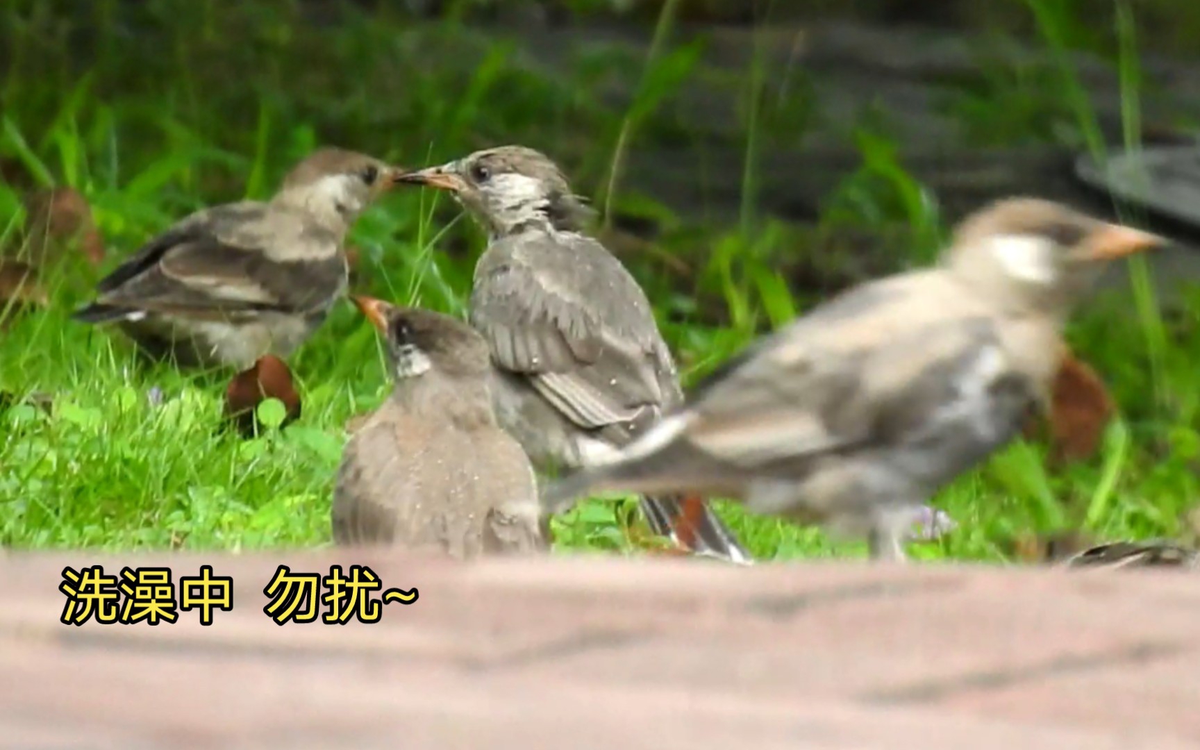 【观鸟】灰椋鸟亚成鸟长得好秀气! 5种亚成鸟开始独立觅食啦哔哩哔哩bilibili