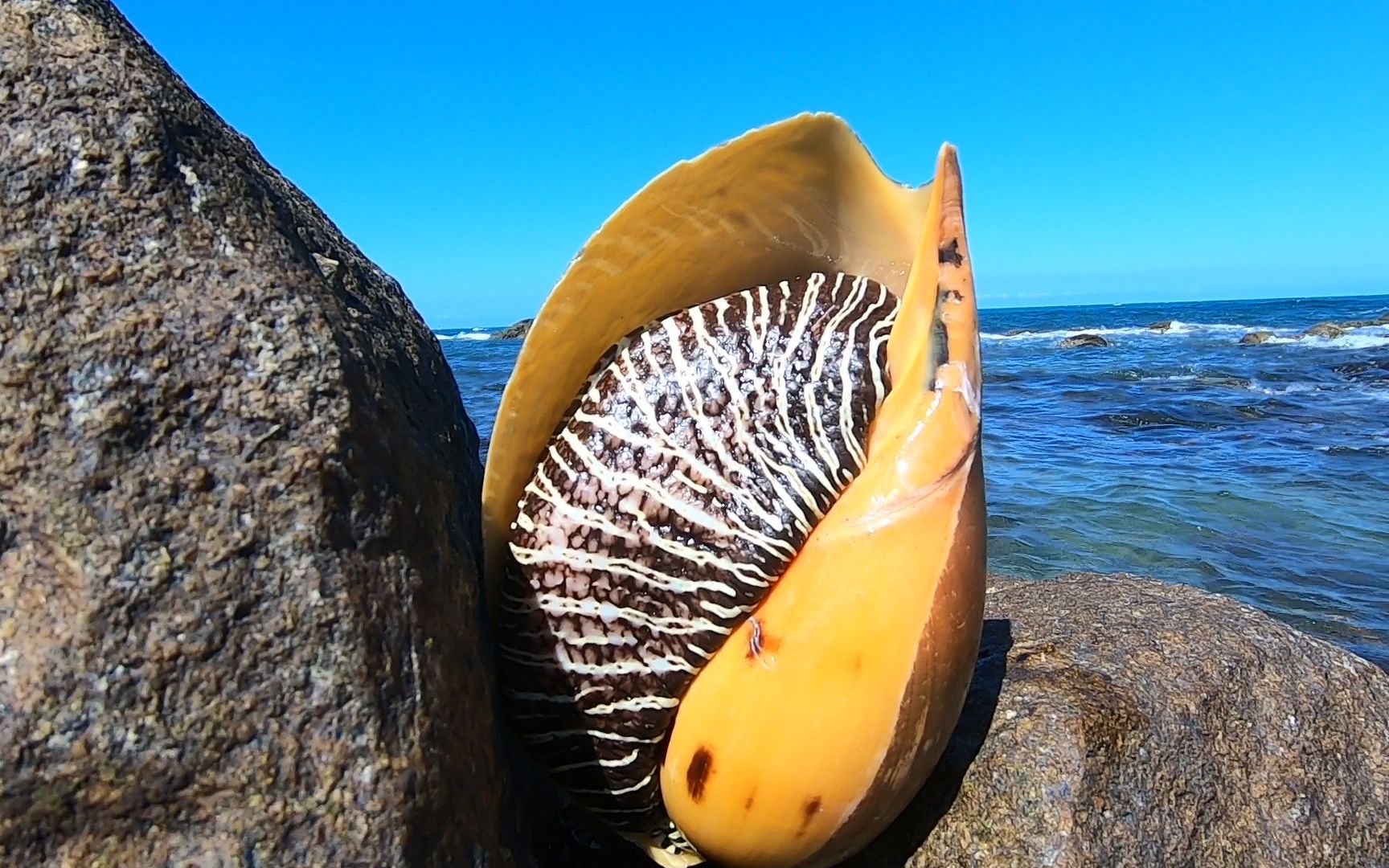 阿平赶海遇到一个好大的金蛋螺,还抓到了海鳗龙和斑节虾