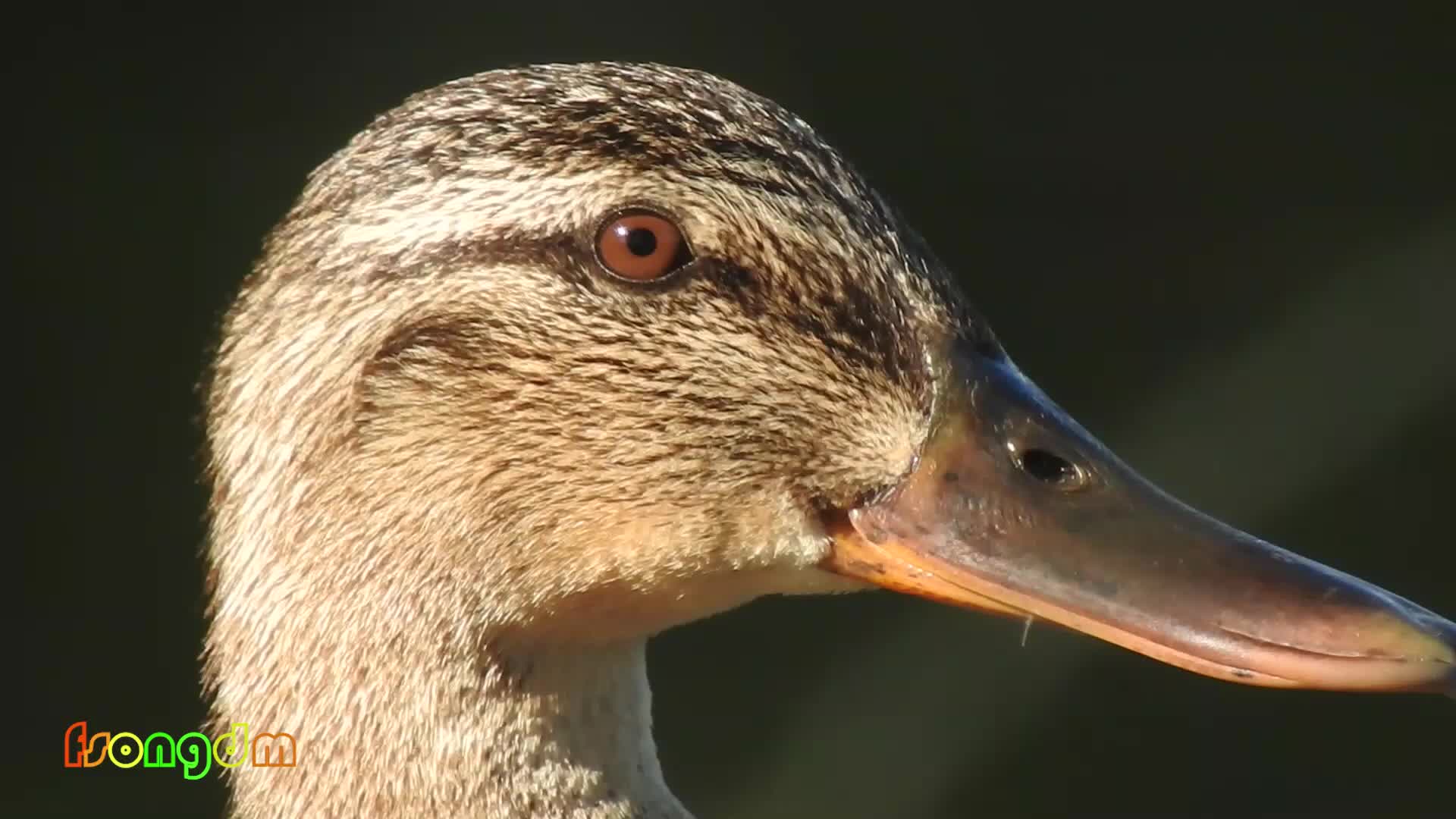 绿头鸭(雌鸟)的眼睛很明亮呀
