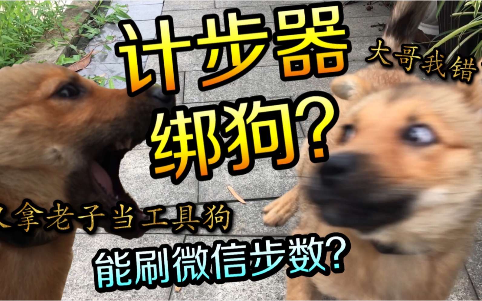 计步器绑狗?还能刷微信运动步数!求求你做个人吧