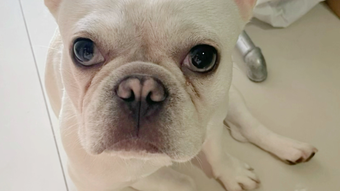 哈哈哈大眼睛狗子