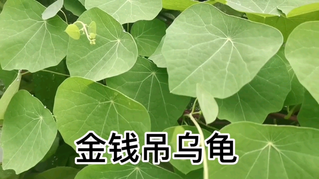 中草药金钱吊乌龟