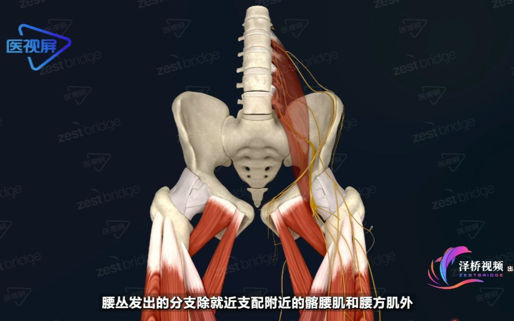 腰丛的位置及组成哔哩哔哩bilibili