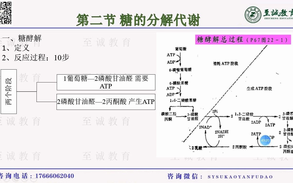 中山大学662生物学生物化学之糖的分解代谢哔哩哔哩bilibili