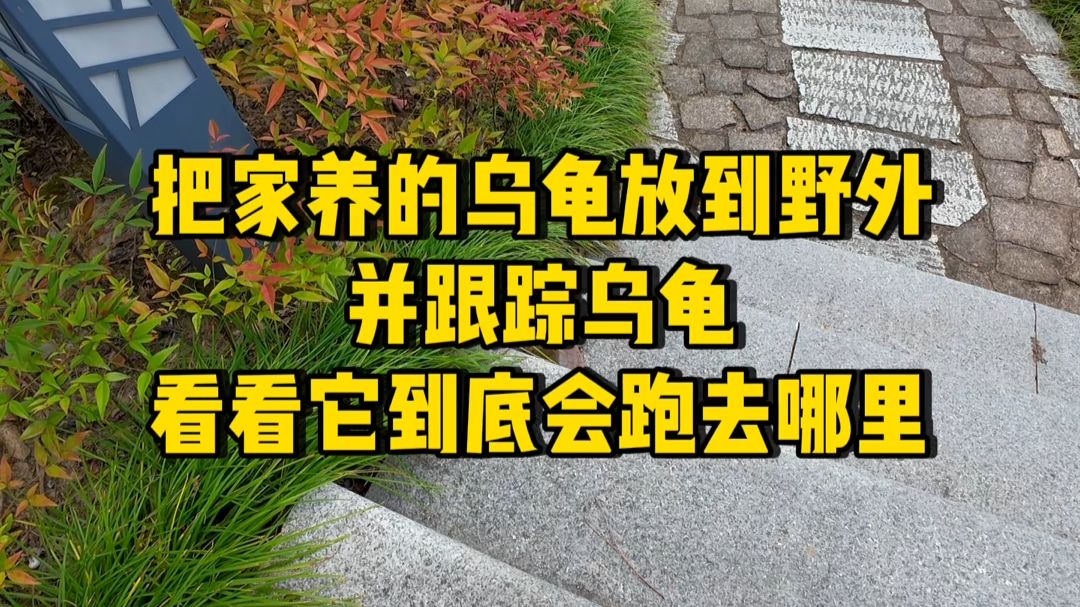 把家养的乌龟放到野外并跟跟踪乌龟，看看它到底会跑去哪里？