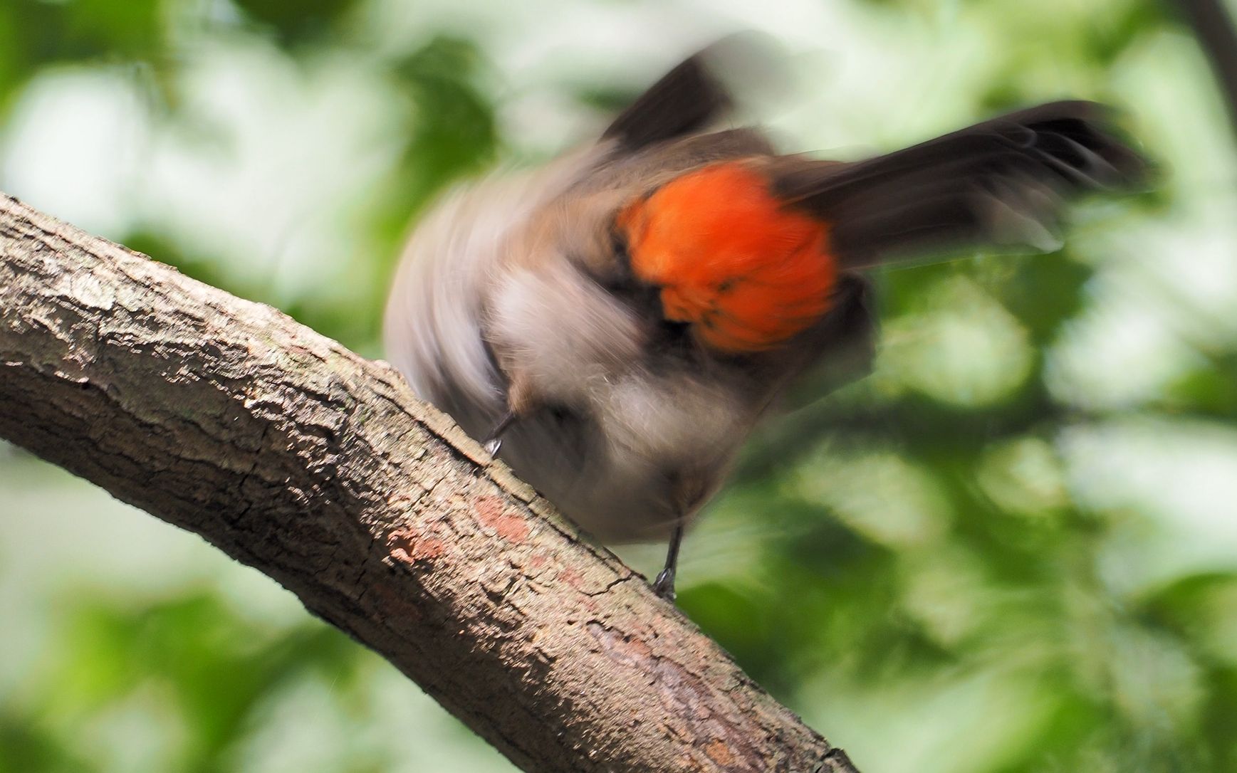 红耳鹎的红屁股