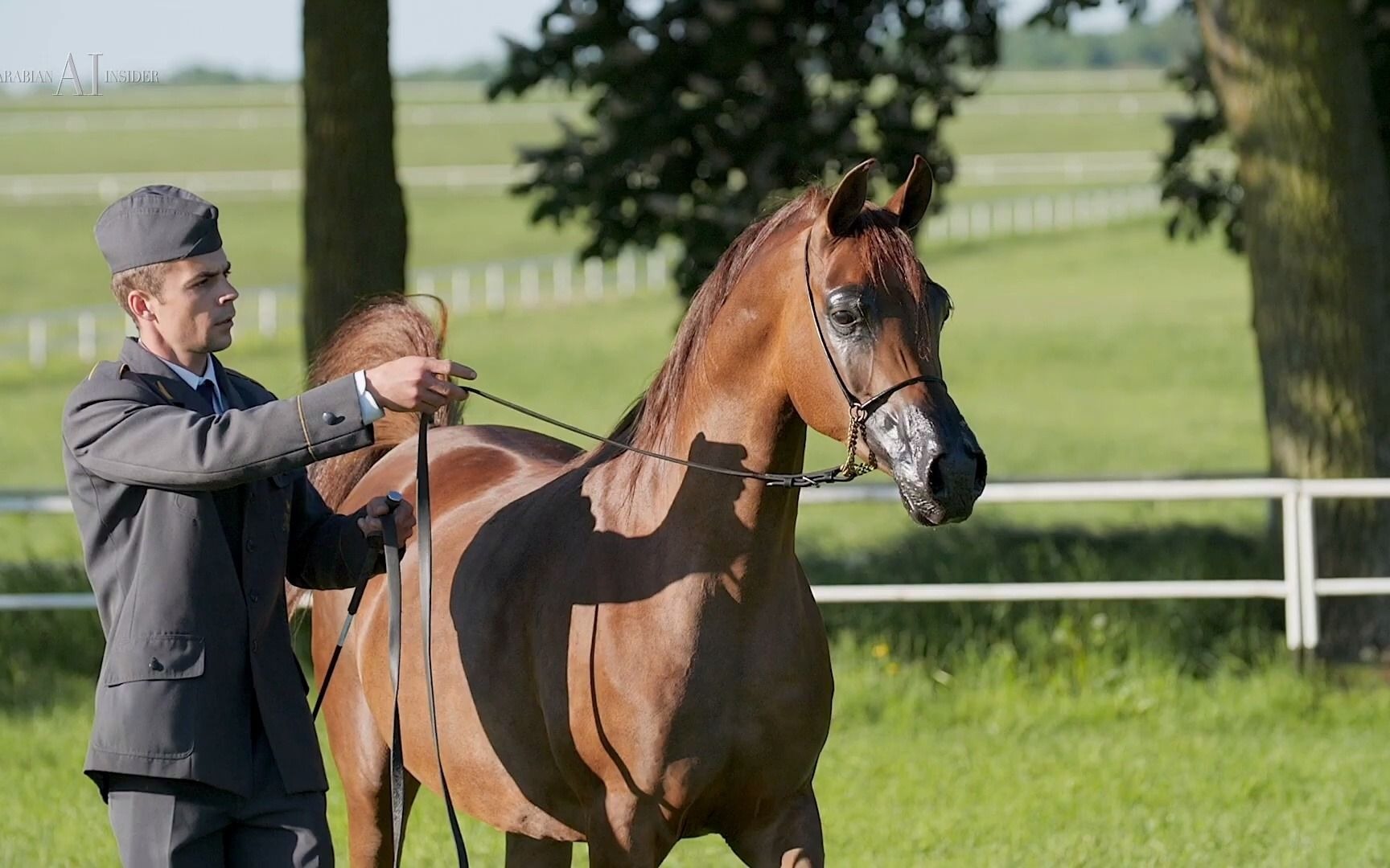 【阿拉伯马】2021"波兰之傲"拍卖会成交马匹展示:enobaria