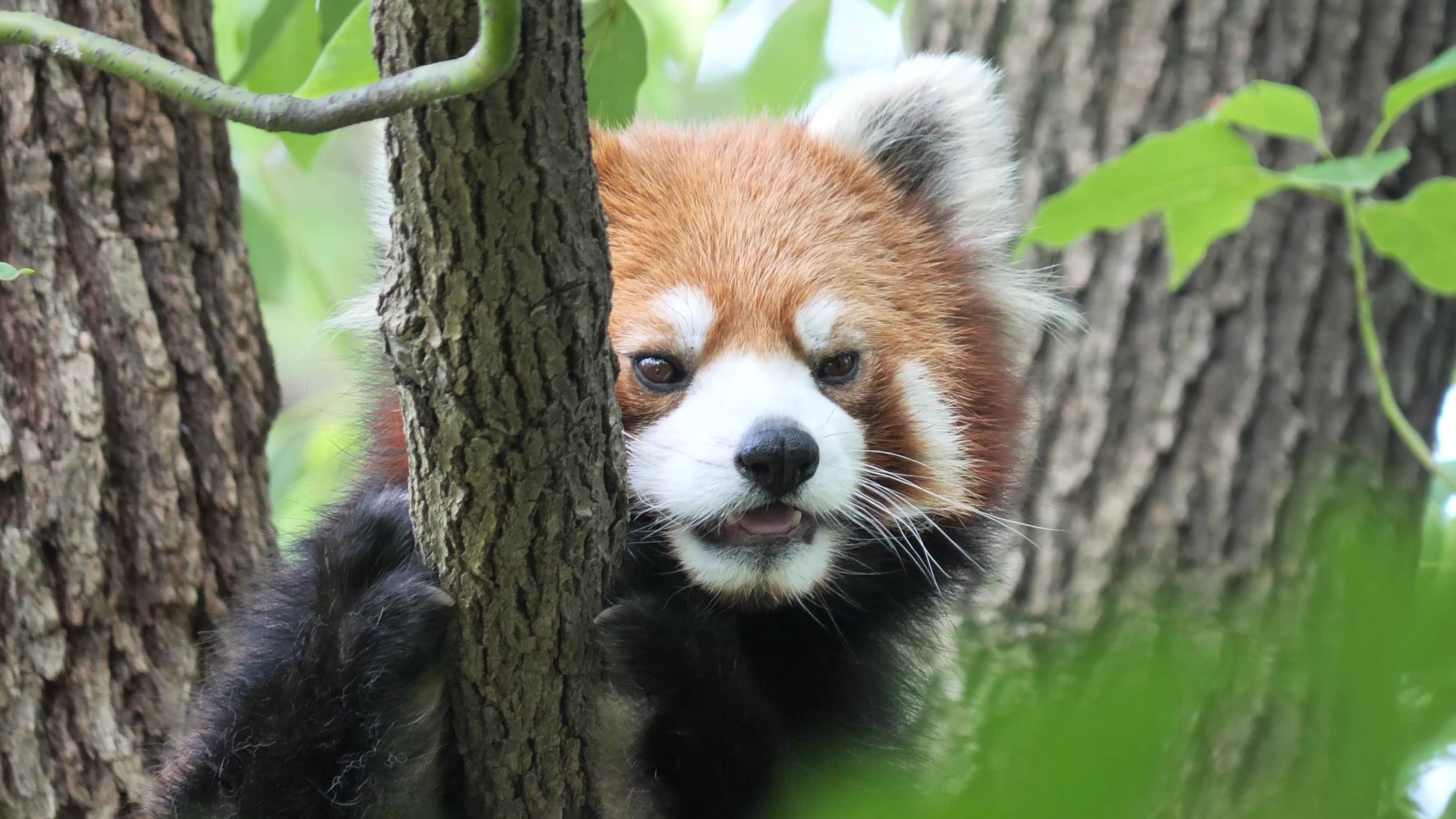 这腿伸的就很妖娆【小熊猫】