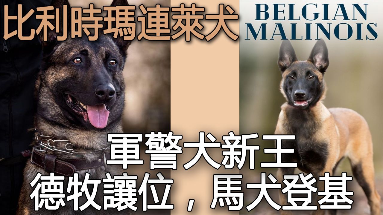 军警犬新王——比利时马里努阿犬(belgian malinois)