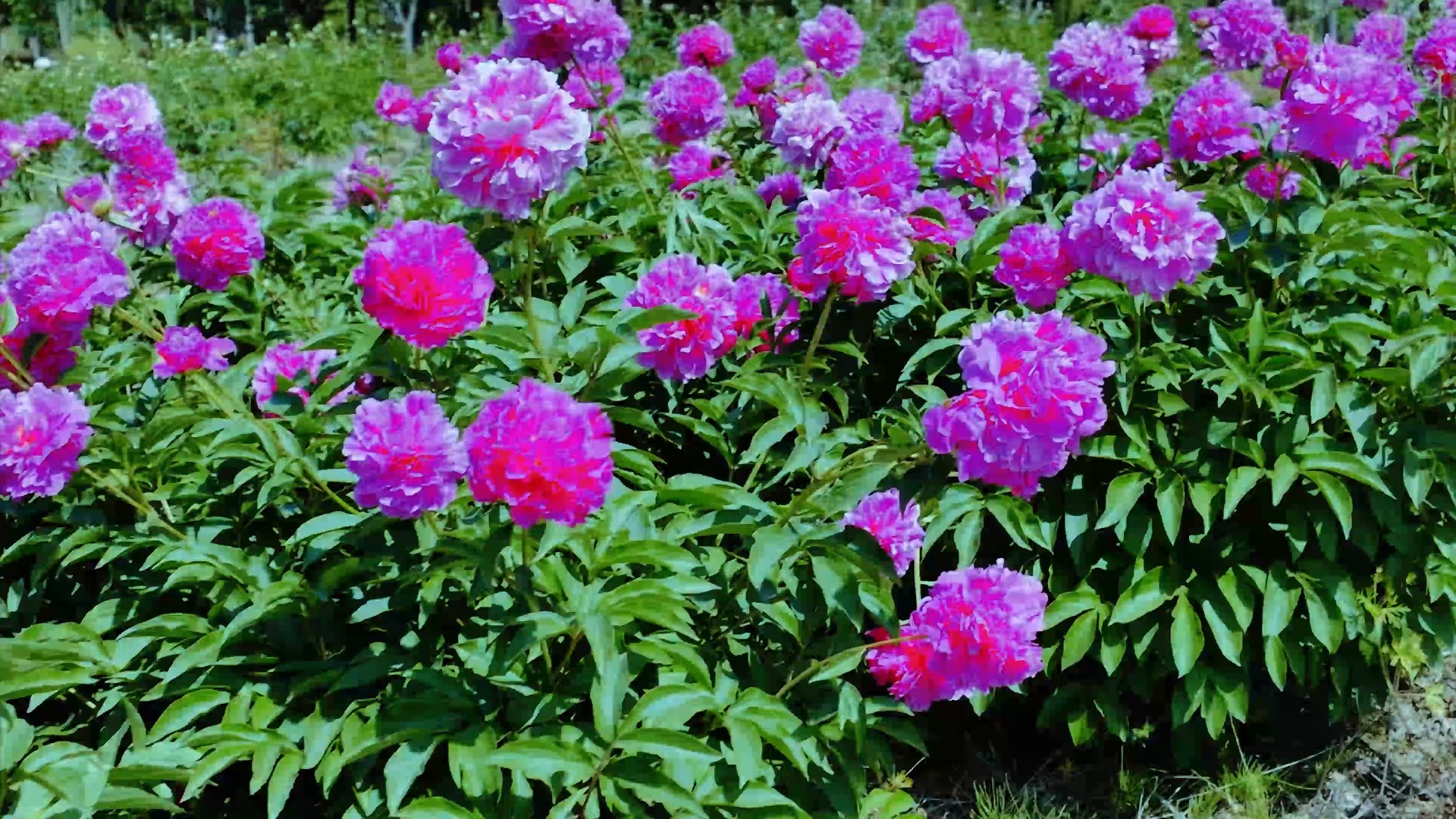 扬州芍药园赏花