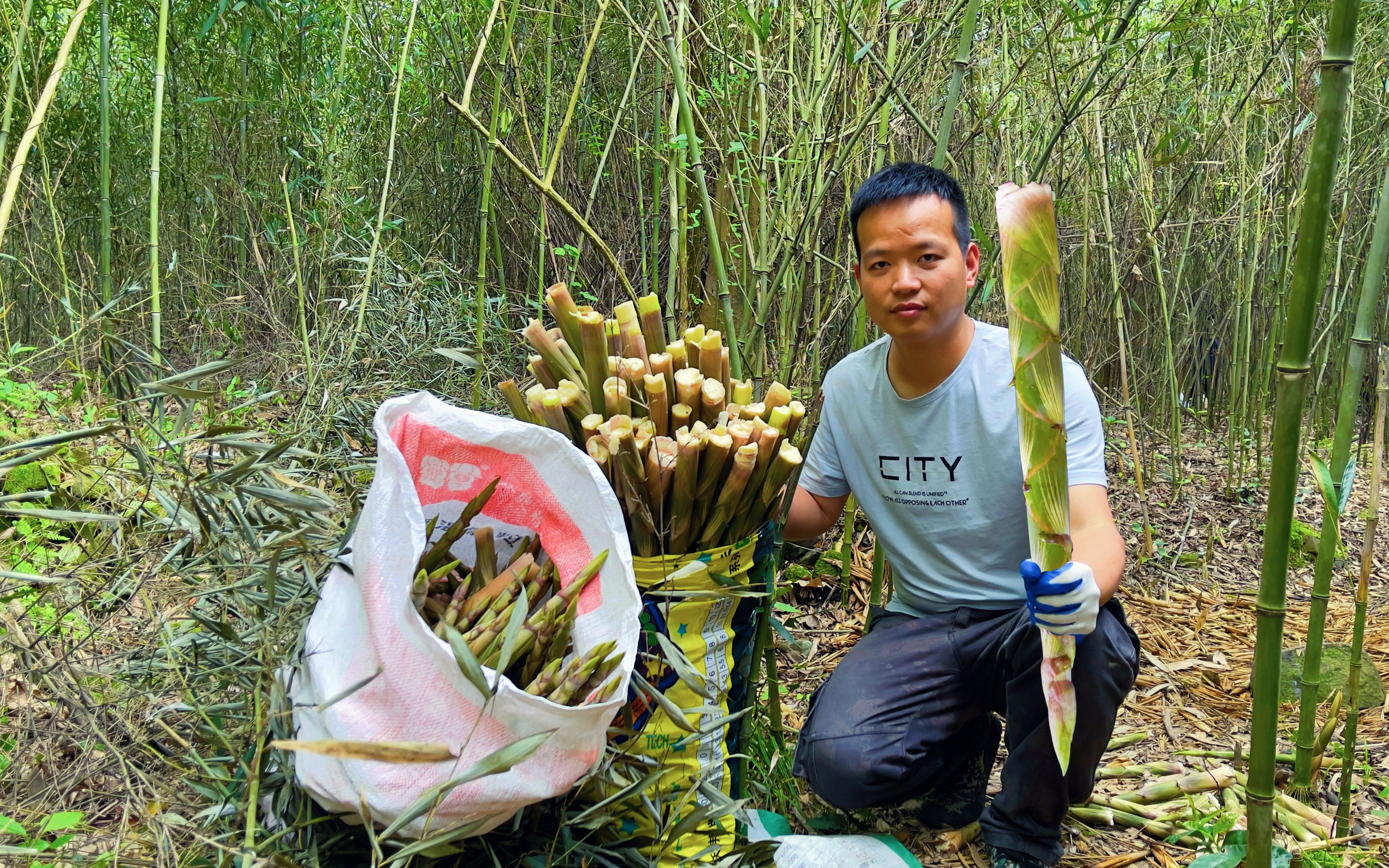 和朋友进山拔野笋遍地都是新鲜竹笋一口气拔了3大袋爽歪歪