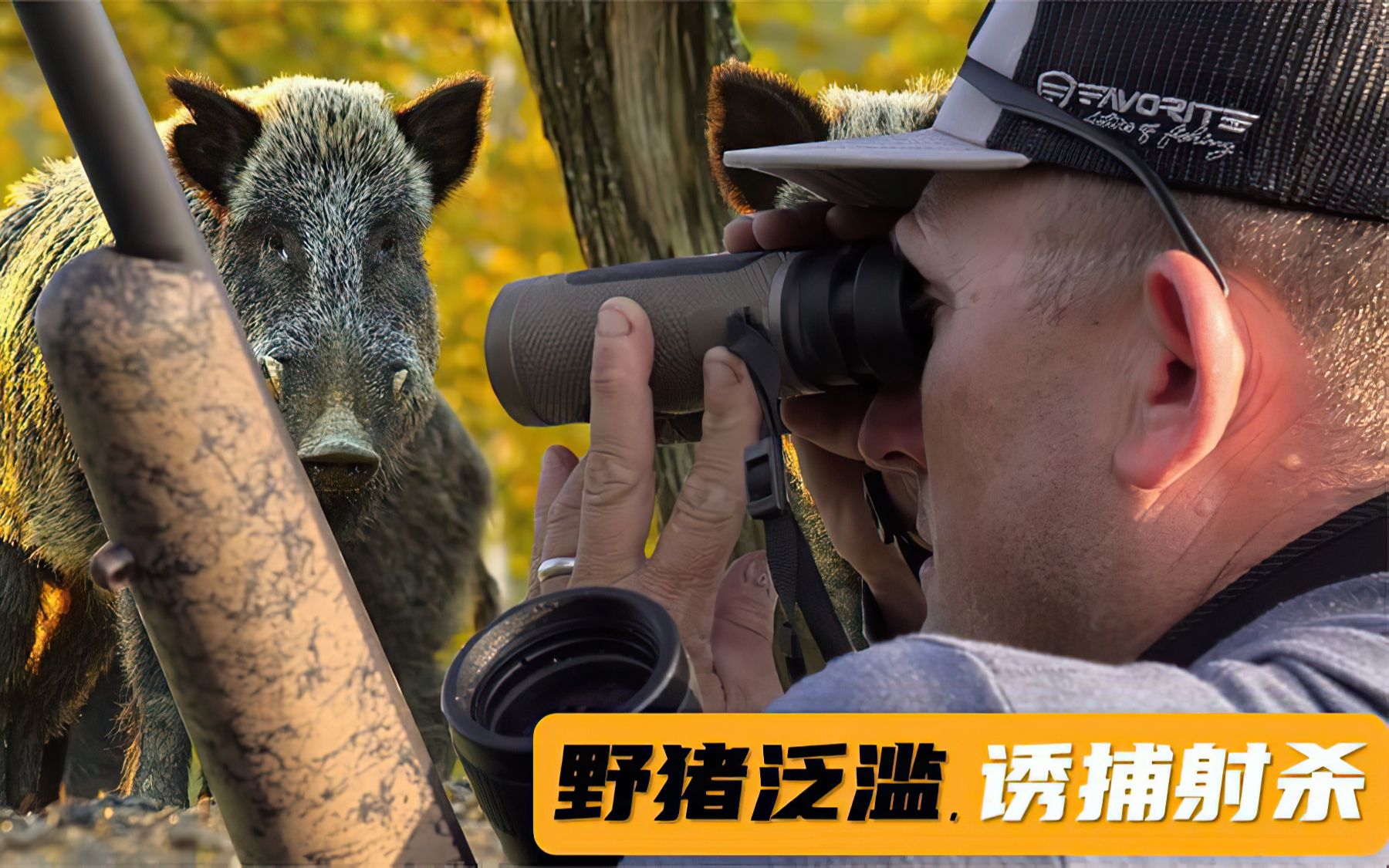 美国野猪泛滥,看老美诱捕,开枪射杀及做成美食的过程,生活真爽