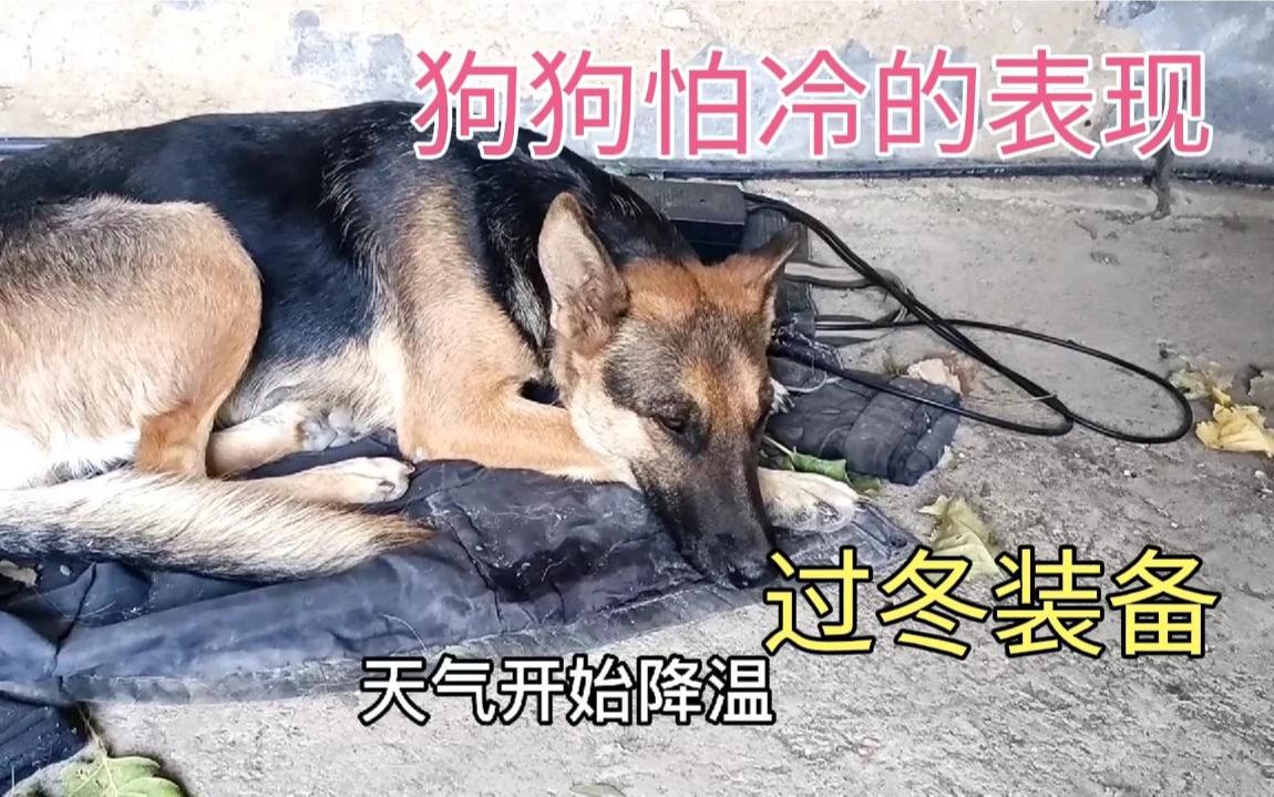 狗狗会怕冷吗?冬天的狗要注意什么?都有哪些狗不怕冷哔哩哔哩bilibili