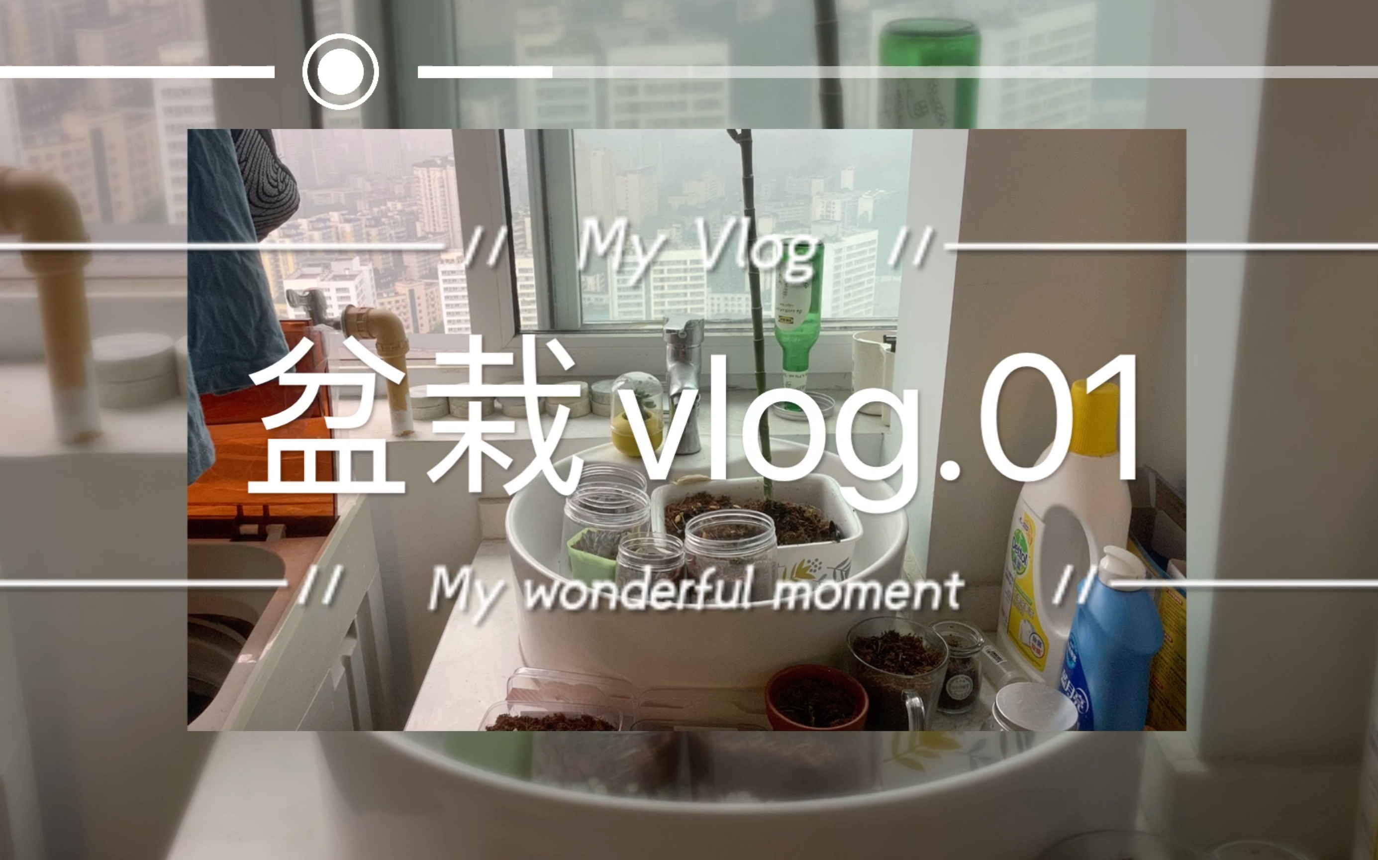 ଲ:!发芽了三叶草/盆栽vlog.01哔哩哔哩bilibili