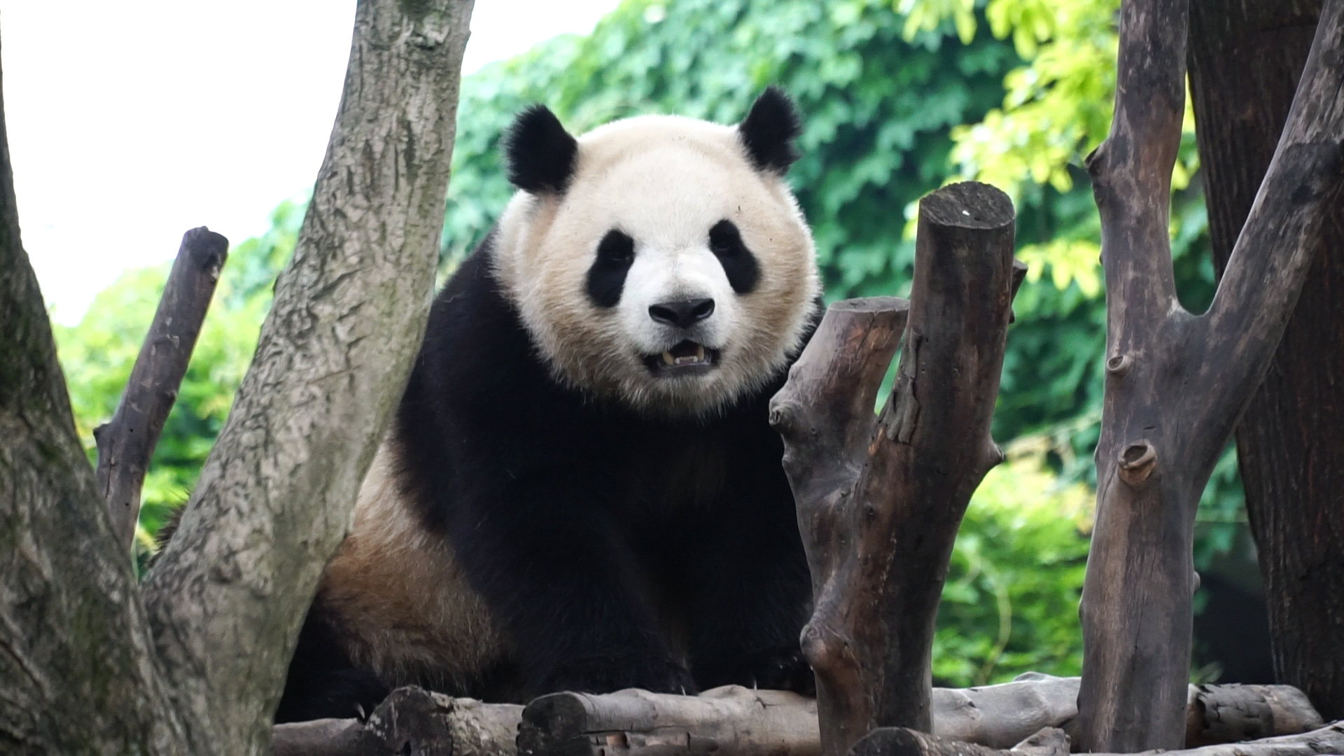 【大熊猫春生】圆脸盘 小猫头鹰