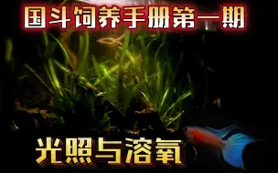 Descargar video: 中国斗鱼饲养手册 第一期：光照与氧气