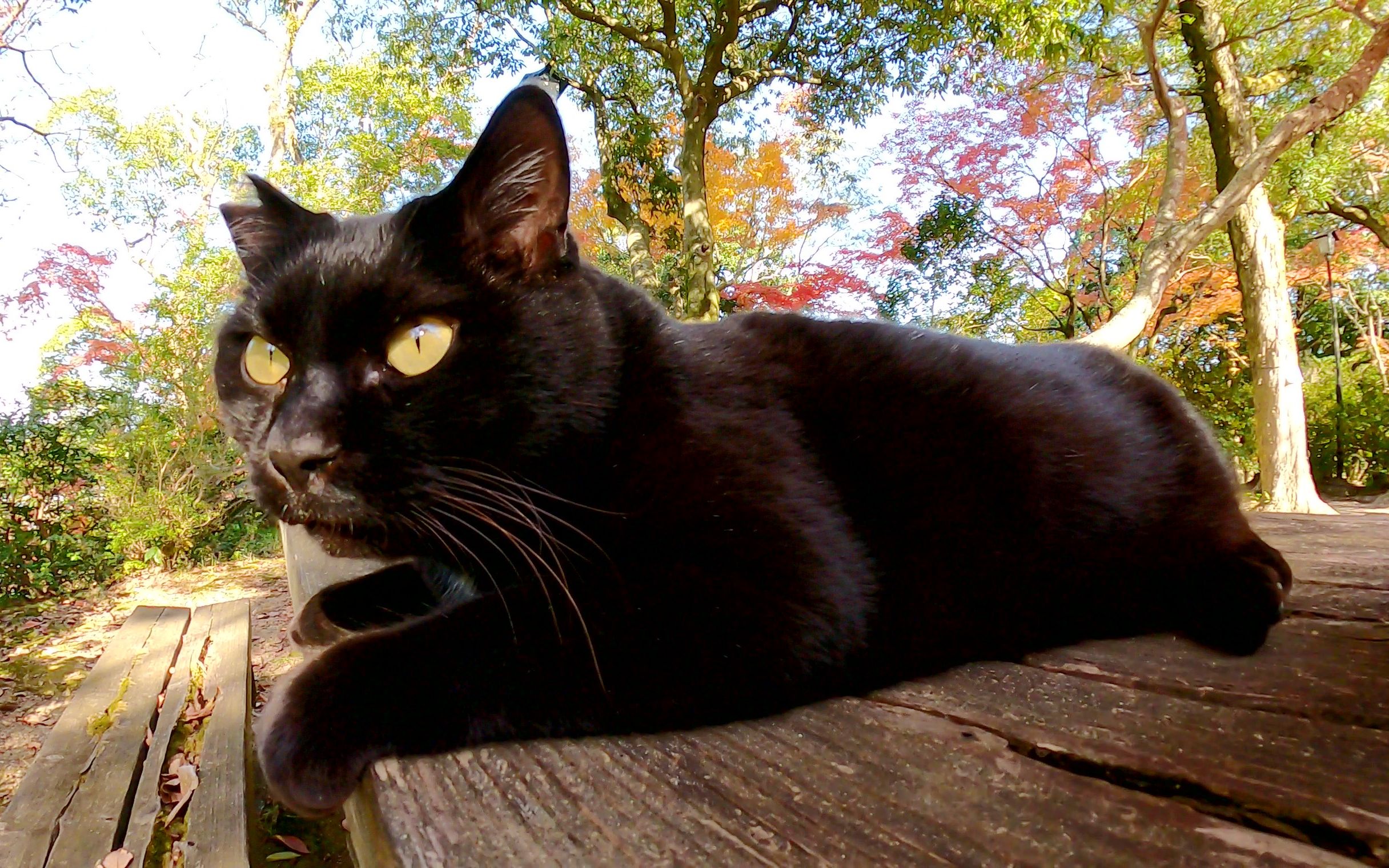 一只胖黑猫坐在桌子上,看着秋叶