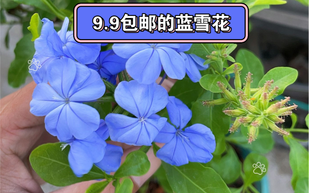 直播间9.9包邮的蓝雪花棒棒糖老桩