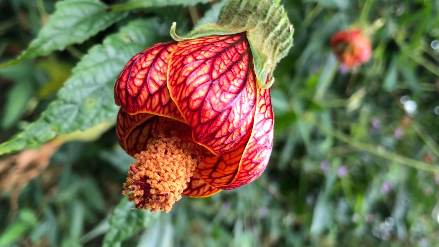 一朵非洲森林里的奇奇怪怪花_哔哩哔哩 (゜-゜)つロ 干杯~-bilibili