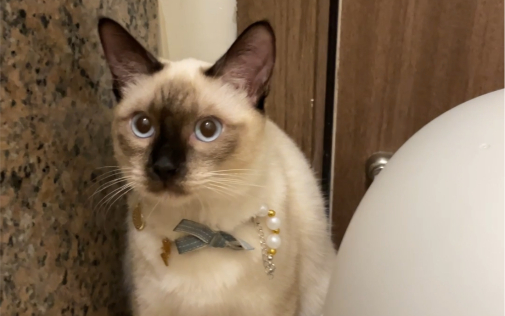 戴珍珠项链的猫咪