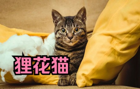 [图]狸花猫，最大的缺点就是便宜！