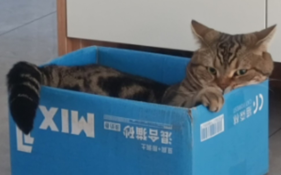 [图]不爱猫窝，钟爱纸箱