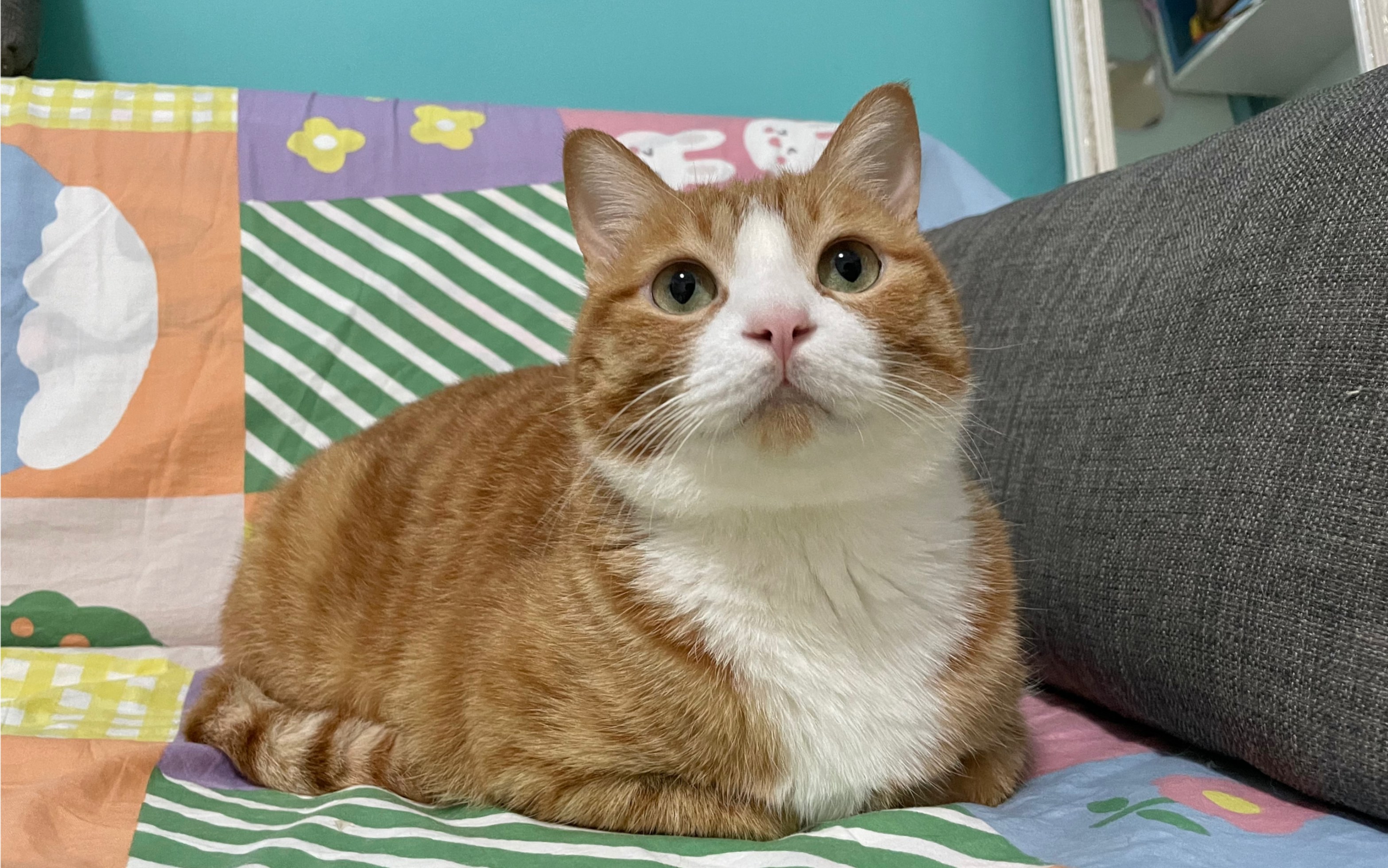 咪猫对爸爸的爱只有下班回家后的2分钟35)6666