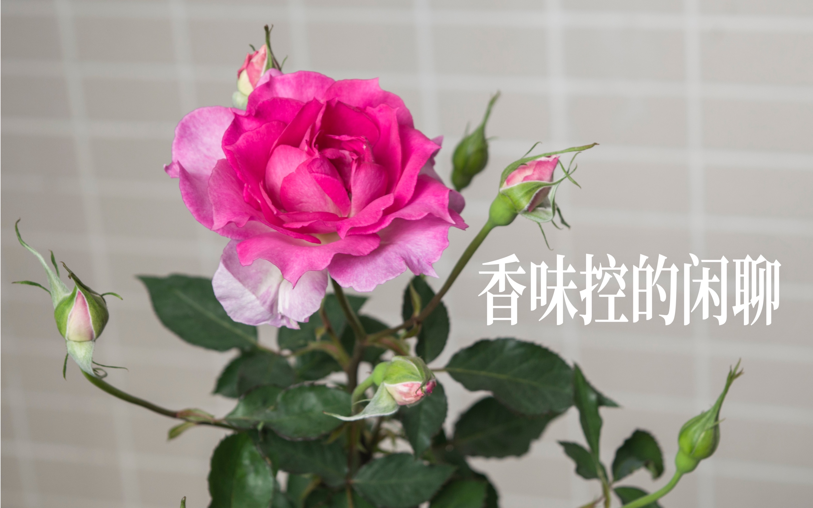 [图]你们也喜欢香香的月季花吗？