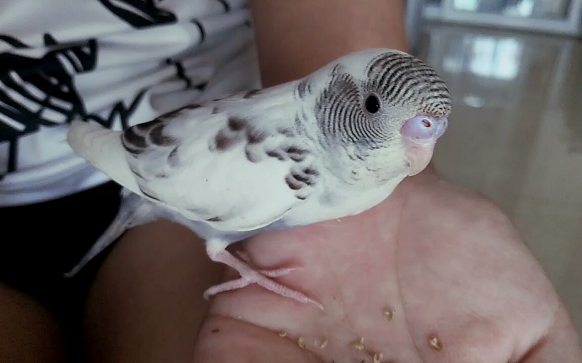 云斑鹦鹉幼年的样子图片