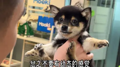黑色豆柴-哔哩哔哩_Bilibili