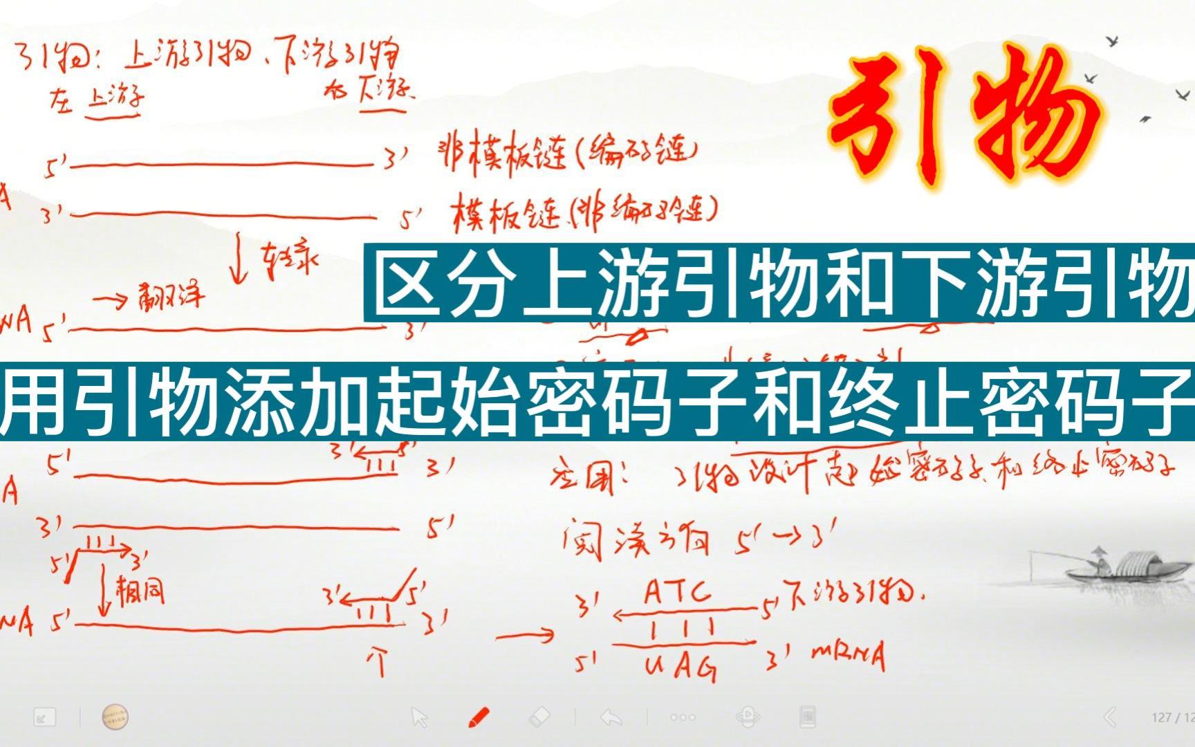 [图]PCR-上游引物和下游引物及应用