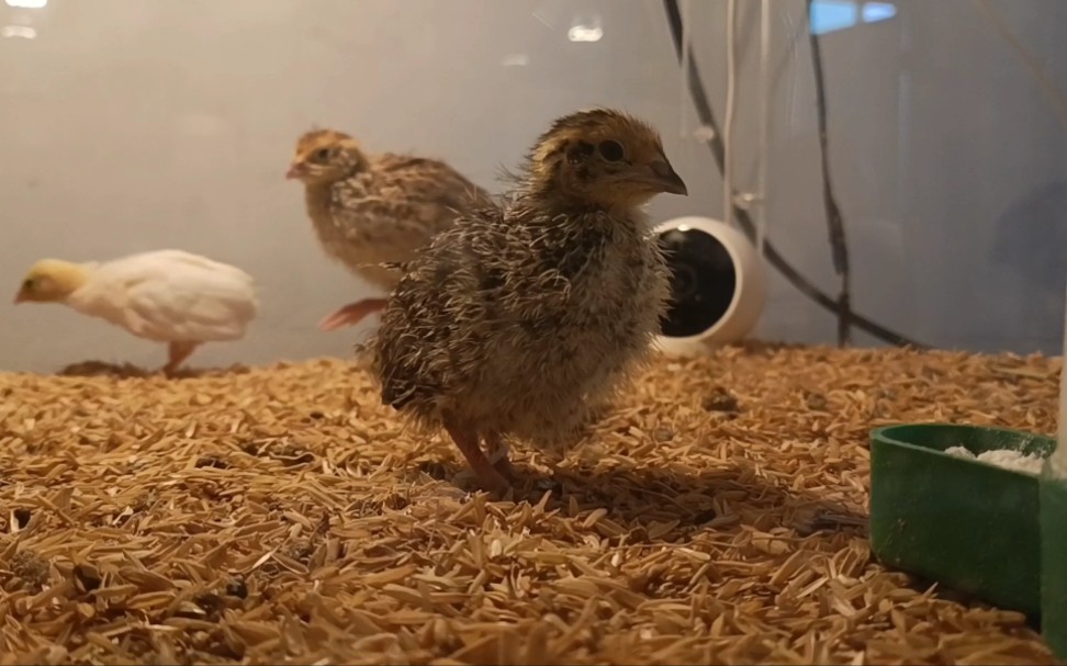 第16天,芦丁鸡鹌鹑混养,给鹑坚强做了个标记,2年后给它做个回忆录