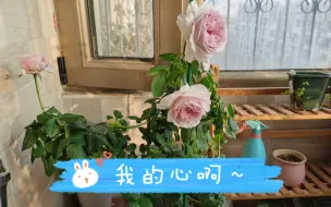 Tải video: 【月季日常】我的心开花了，粉色大花浓香，走过路过别错过～