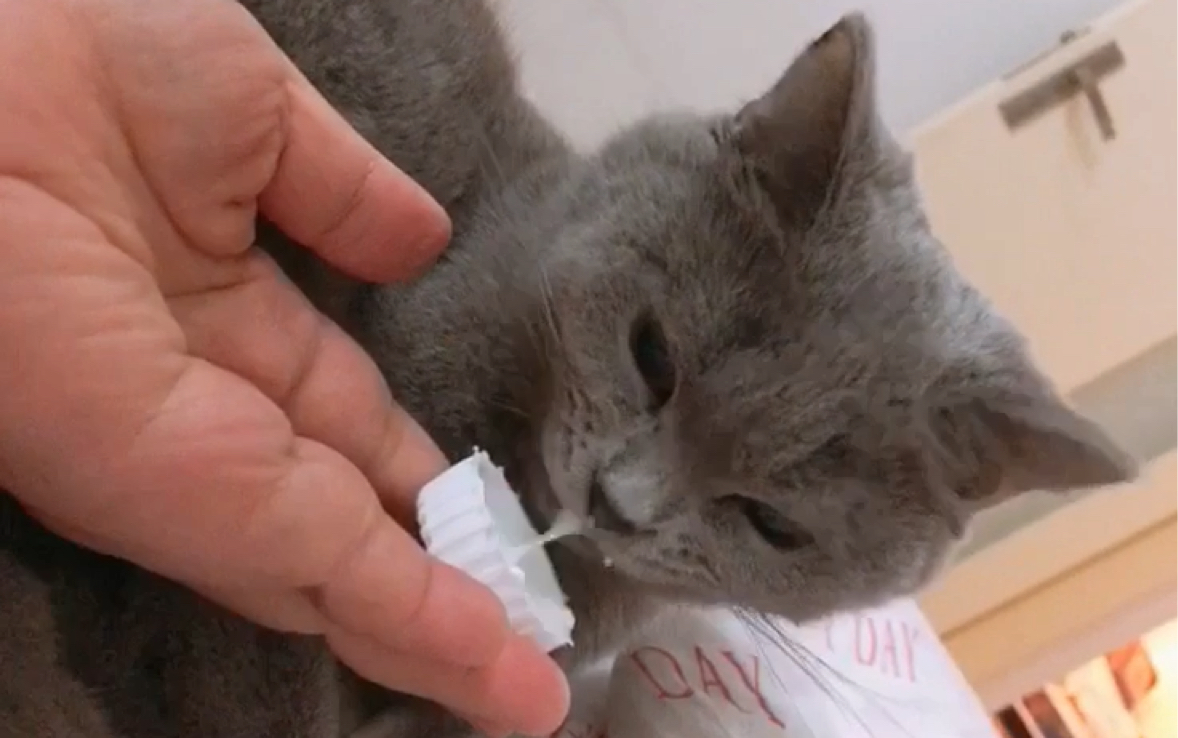 我的小馋猫皮皮舔瓶盖