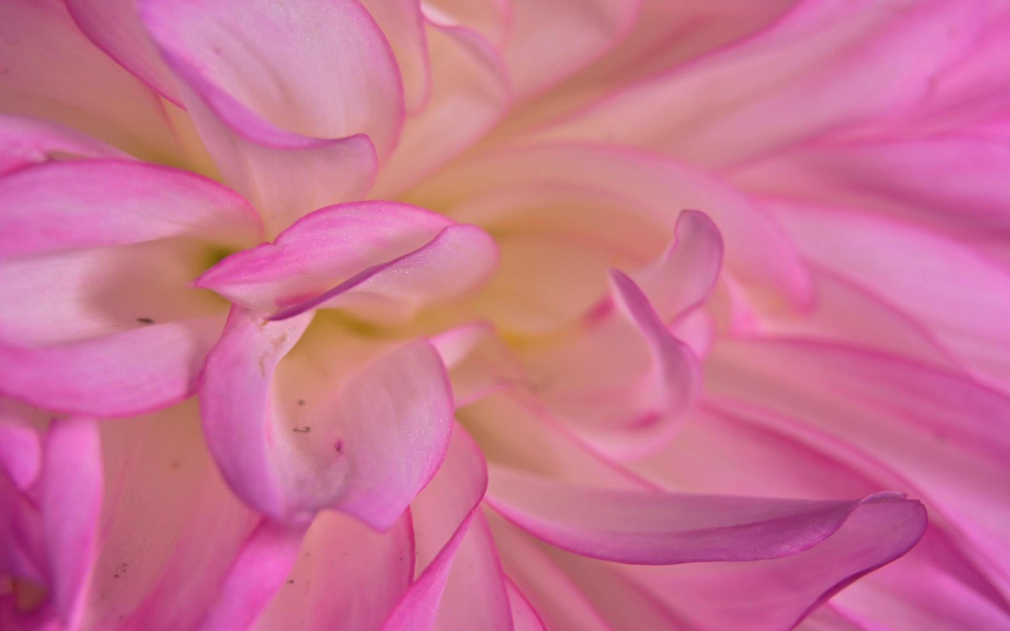 【4k】微距下的植物 第二弹 | 看看微距镜头拍到的花朵吧 | 尼康z6 Ⅱ