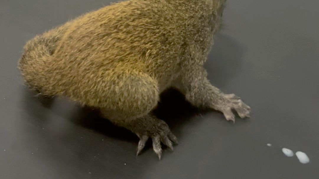 (氵)挑食不愿意喝奶的黄山松鼠幼崽