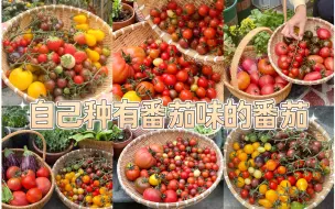 Download Video: 的番茄没有番茄味⁉️那就自己动手在家种‼️