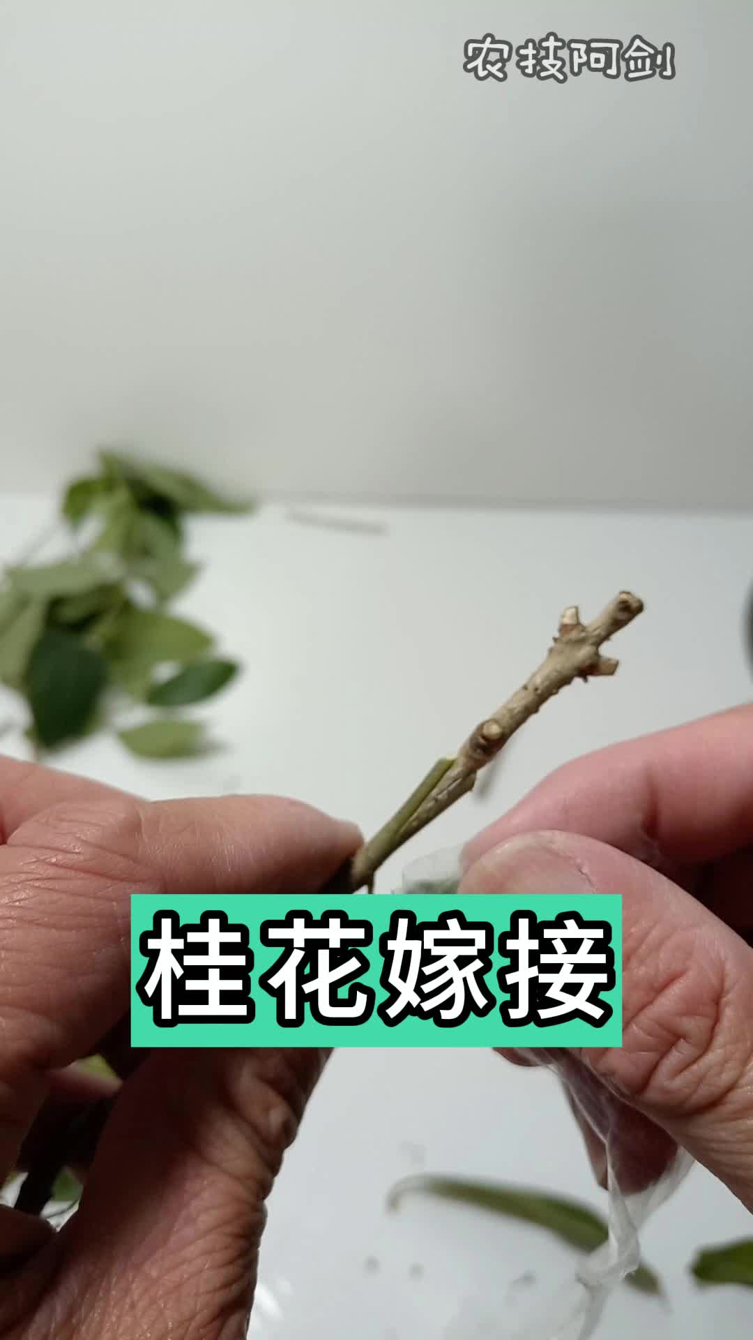 桂花嫁接技术哔哩哔哩bilibili