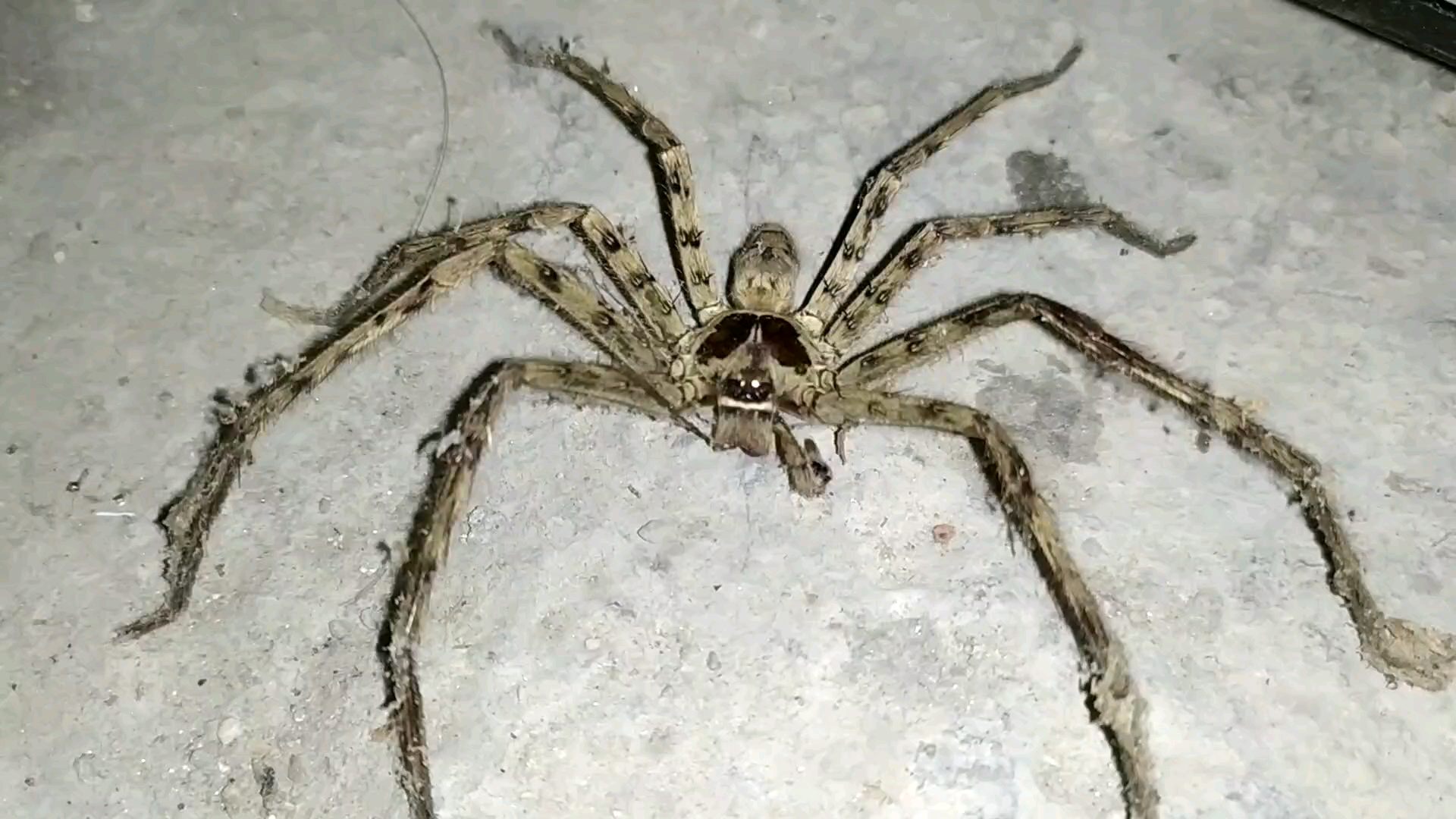 活动  【战损白额高脚蛛】靠白额高脚蛛除蟑螂是不现实的63[┐_