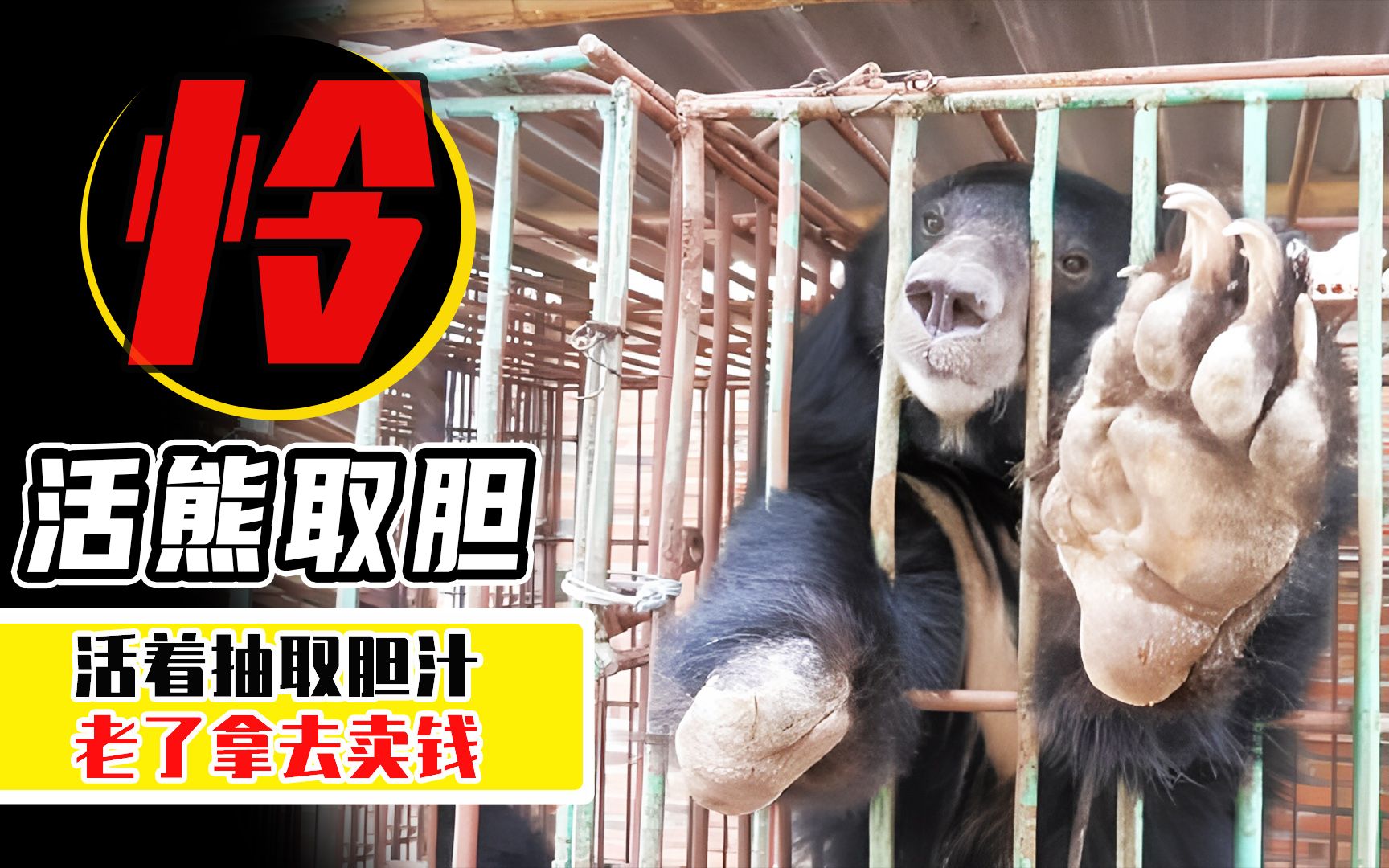 活着插管取胆,老了分解卖钱,活熊取胆那么残忍,为什么不禁止?