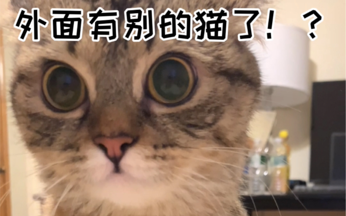 当猫发现你外面有别的猫了哔哩哔哩bilibili