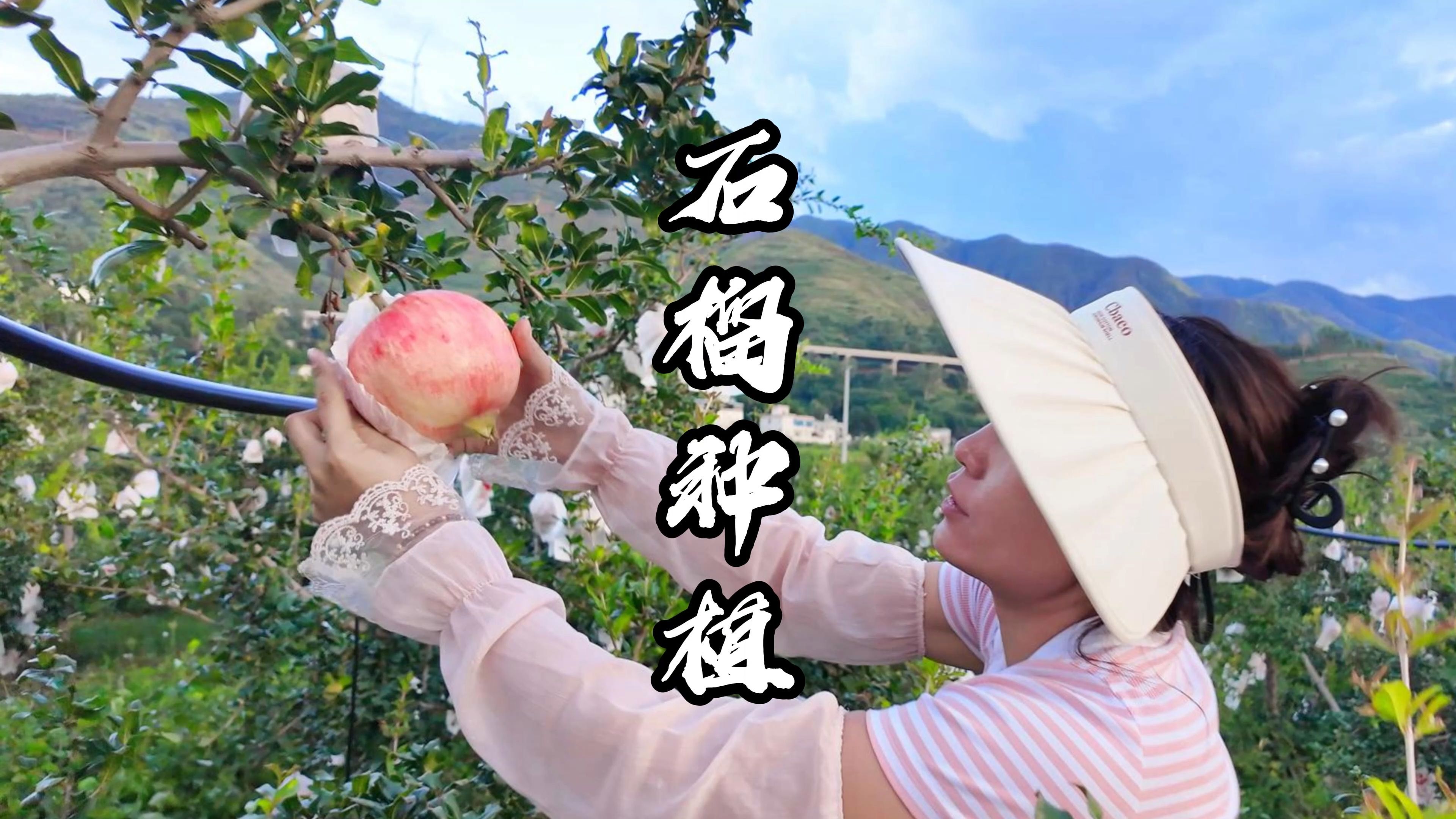 云南会泽软籽石榴