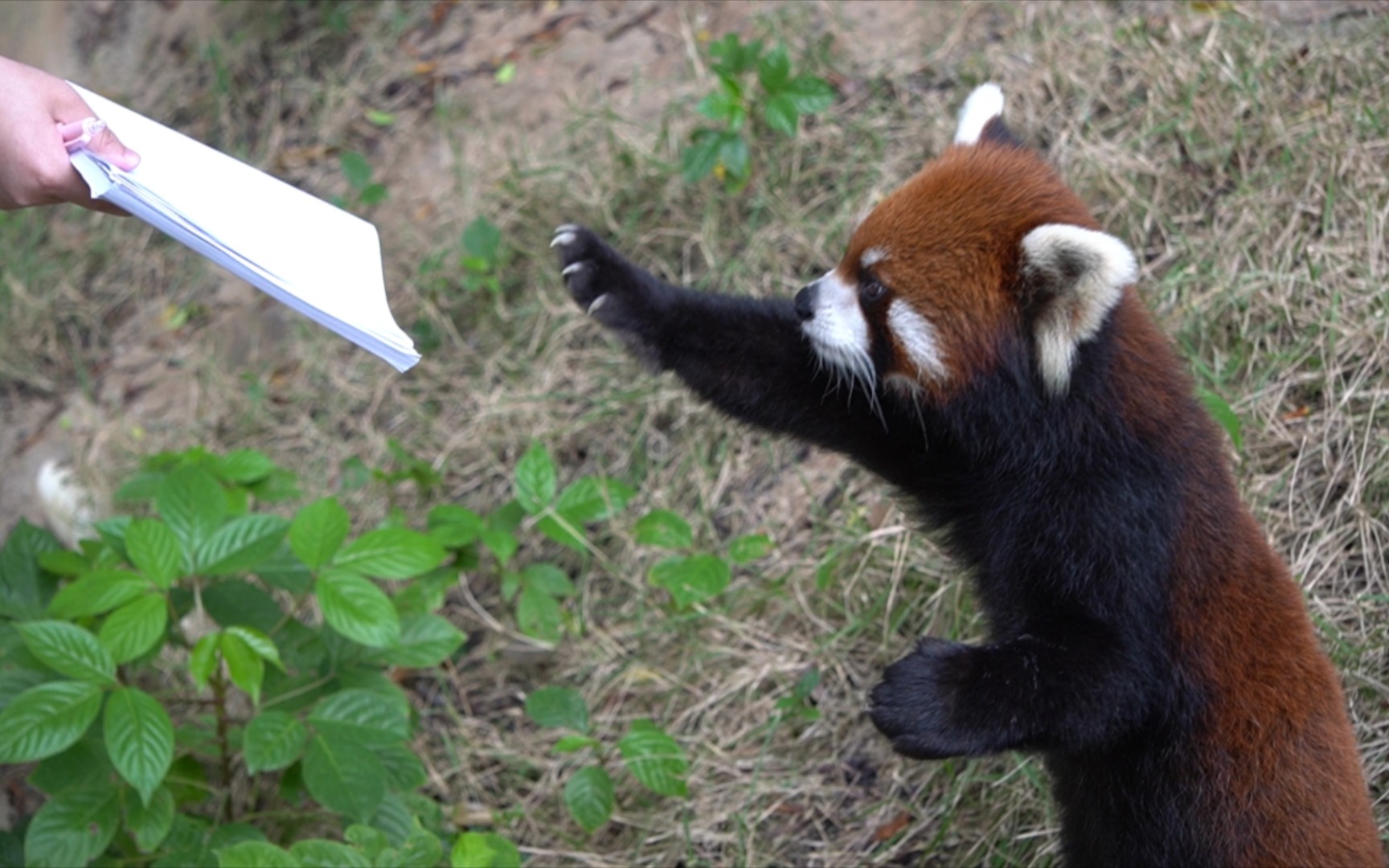 #紫马岭小熊猫# 累了,如果举报有奖,必定发家致富,吃投喂影响健康和颜