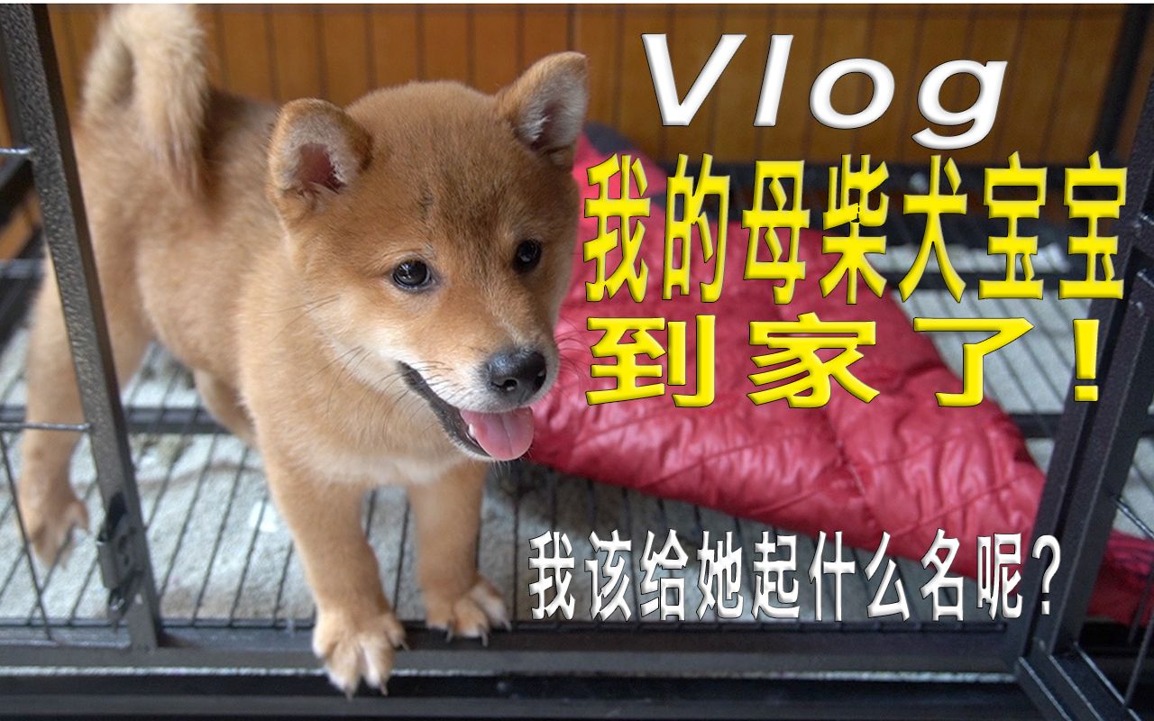 我的母柴犬宝宝到家了!我该给她起啥名好呢?哔哩哔哩bilibili