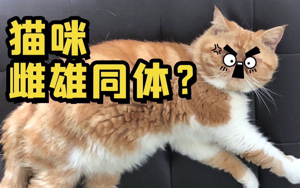 [图]养了4年的母猫，结果发现是公猫啊？