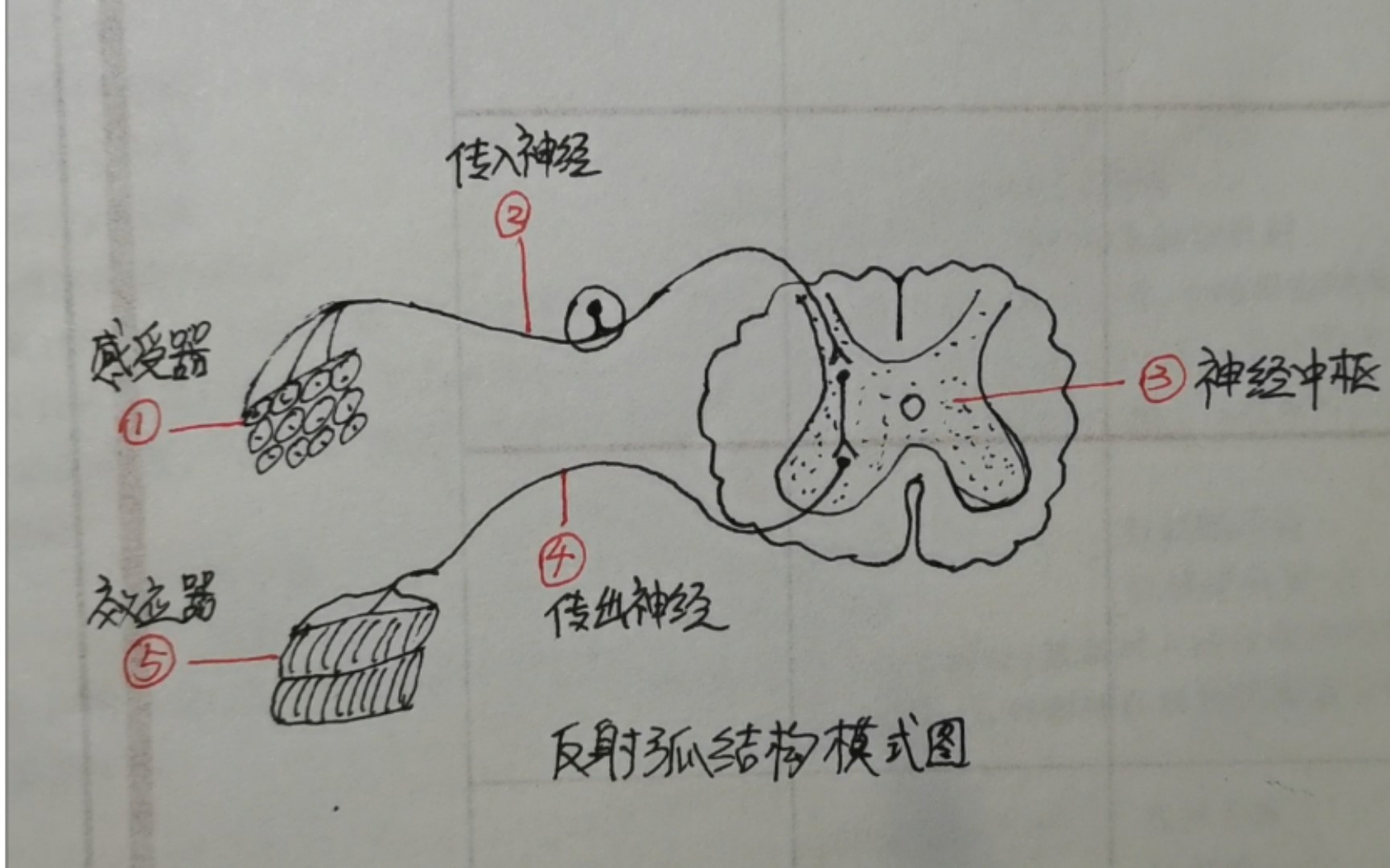 如何区分感受器和效应器 传入神经和传出神经 反射弧的结构哔哩哔哩bilibili