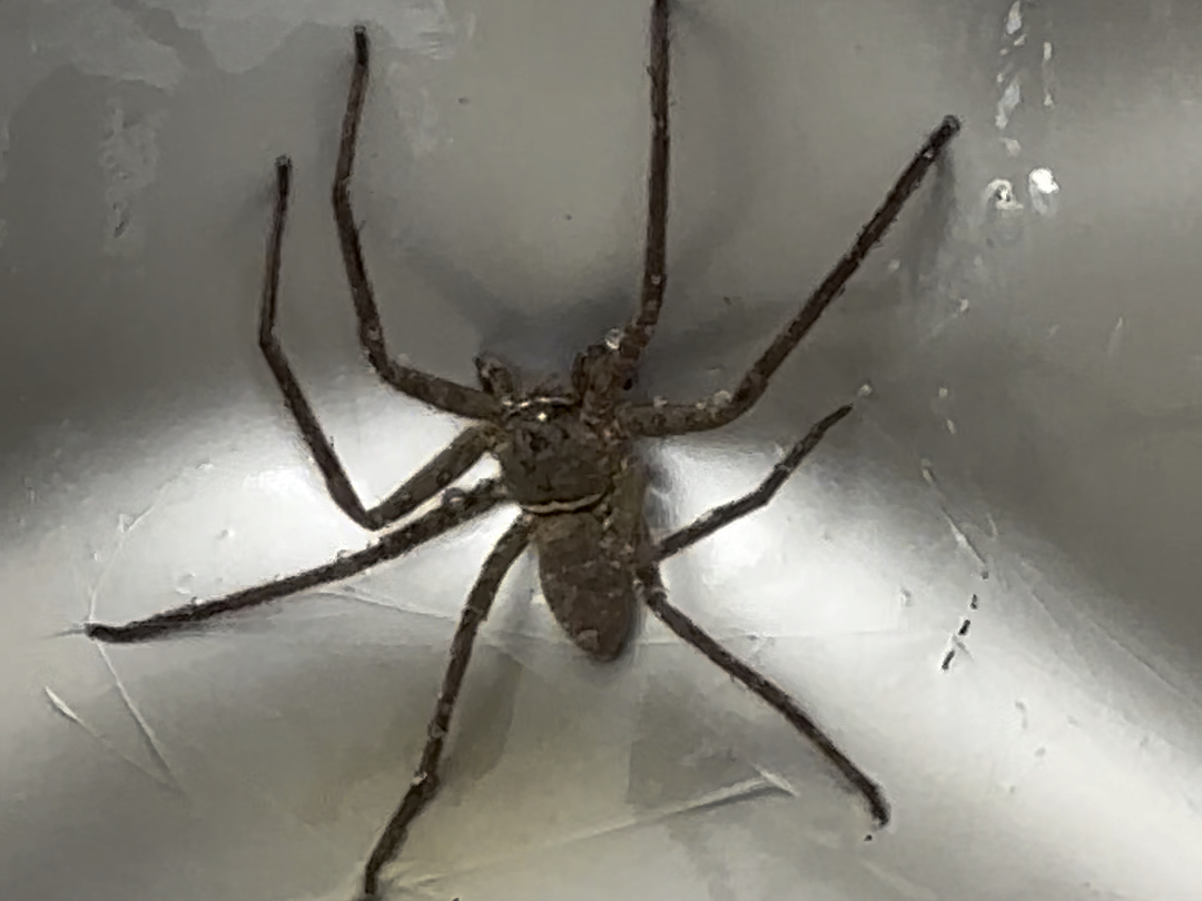 这么大的蜘蛛,你们见过吗?