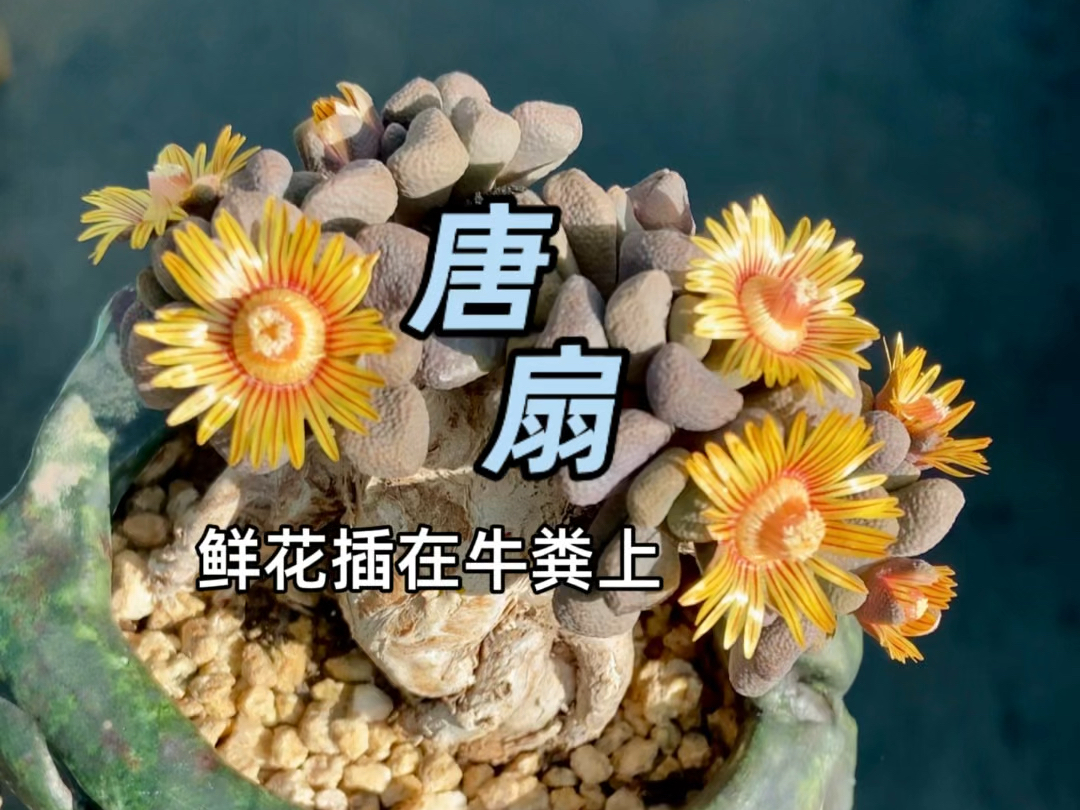 这种小众多肉植物有人养过吗?哔哩哔哩bilibili