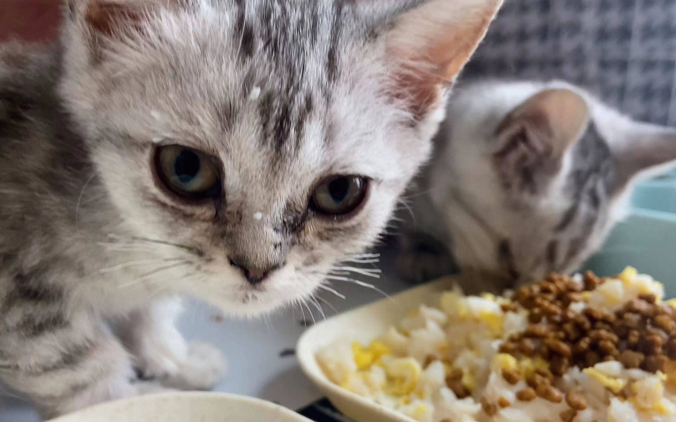 [图]我来自地狱猫咖！你会嫌弃我吗？