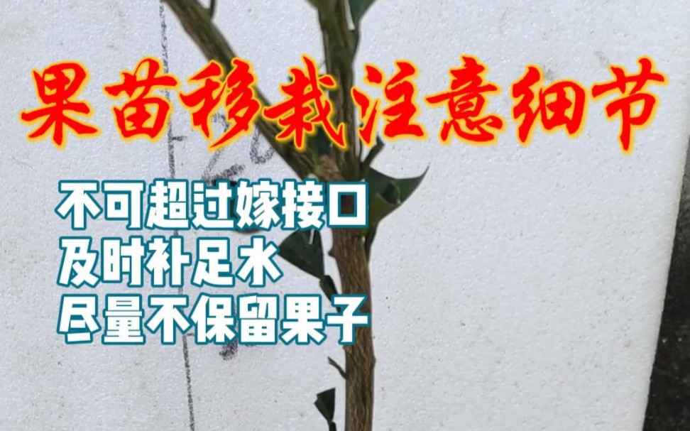 果树苗移栽成活好,细节少不了哔哩哔哩bilibili